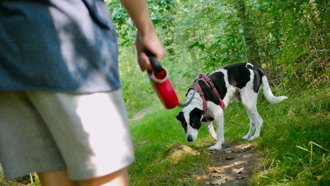 Andrew Celona attacked the dog while walking in Abbotsford (generic image)