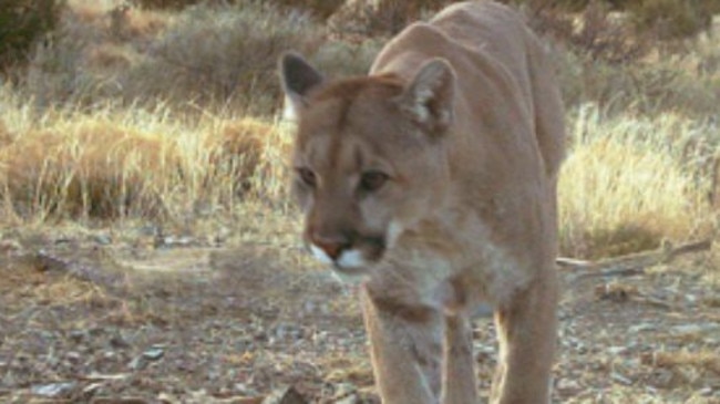 Cougar ... First animal (not pictured) of its type seen in Kentucky since before the American Civil War. Picture: US Fish and Wildlife Service