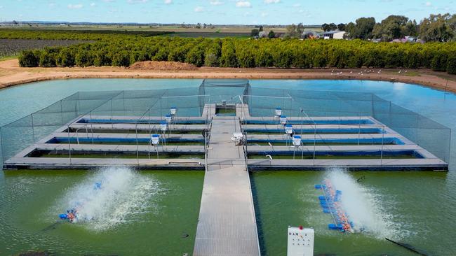 A Murray cod fattening dam. The fish has become the latest boom industry in aquaculture.