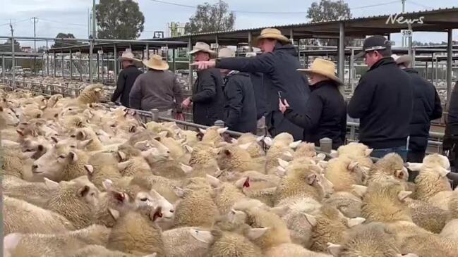 Auctioneers take the bids at Wagga Wagga