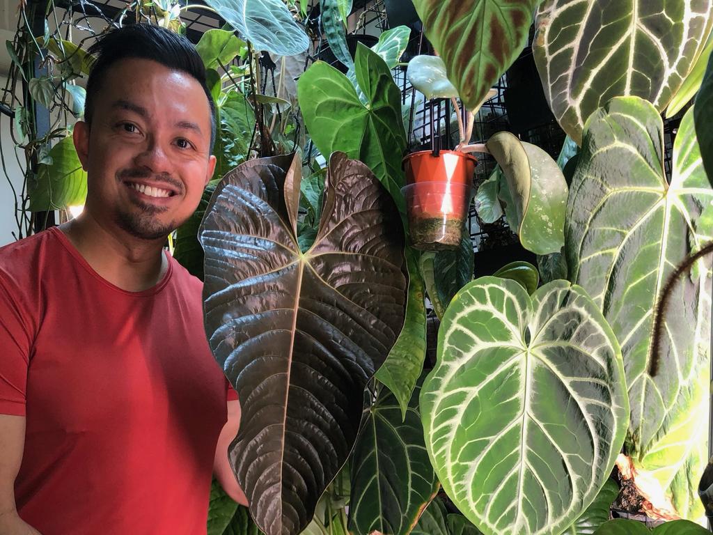 Melbourne's Shajan Valaedan at home with his plant-wall in his inner city apartment. Picture: supplied.