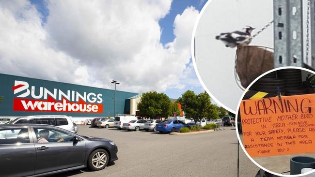 A southside Bunnings store has been commended on its act of kindness after going above and beyond to keep a little bird family safe