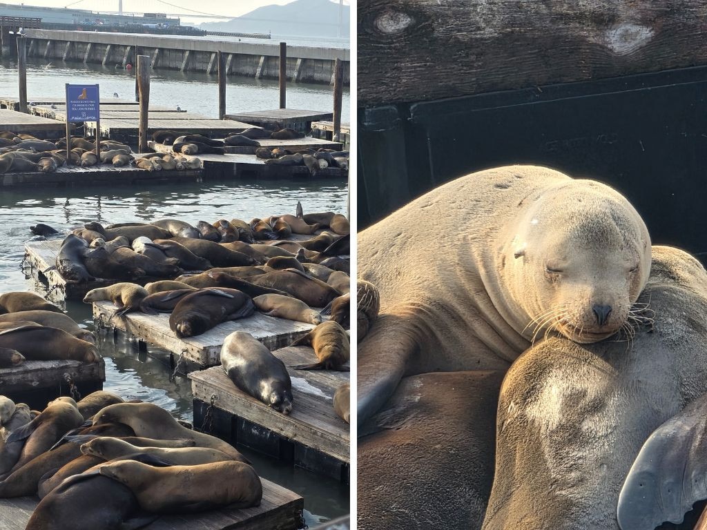 Zooming into sleepy seals at Pier 39 with slight overcast weather. Picture: Supplied/Tahnee-Jae Lopez-Vito.