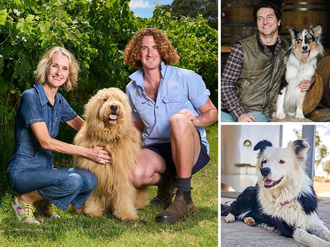 Three of SA's top winery dogs. Pictures: The Advertiser and supplied