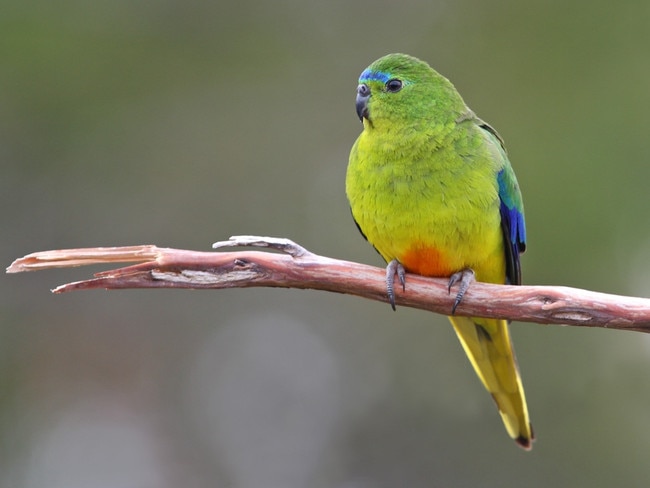 Orange-bellied parrot