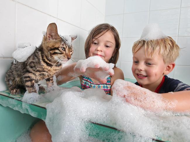 Bengal Kittens that love the water and when Julia, 6 and Matthias, 4, have a bath, they sometimes like to join in on the fun. Picture: Alex Coppel