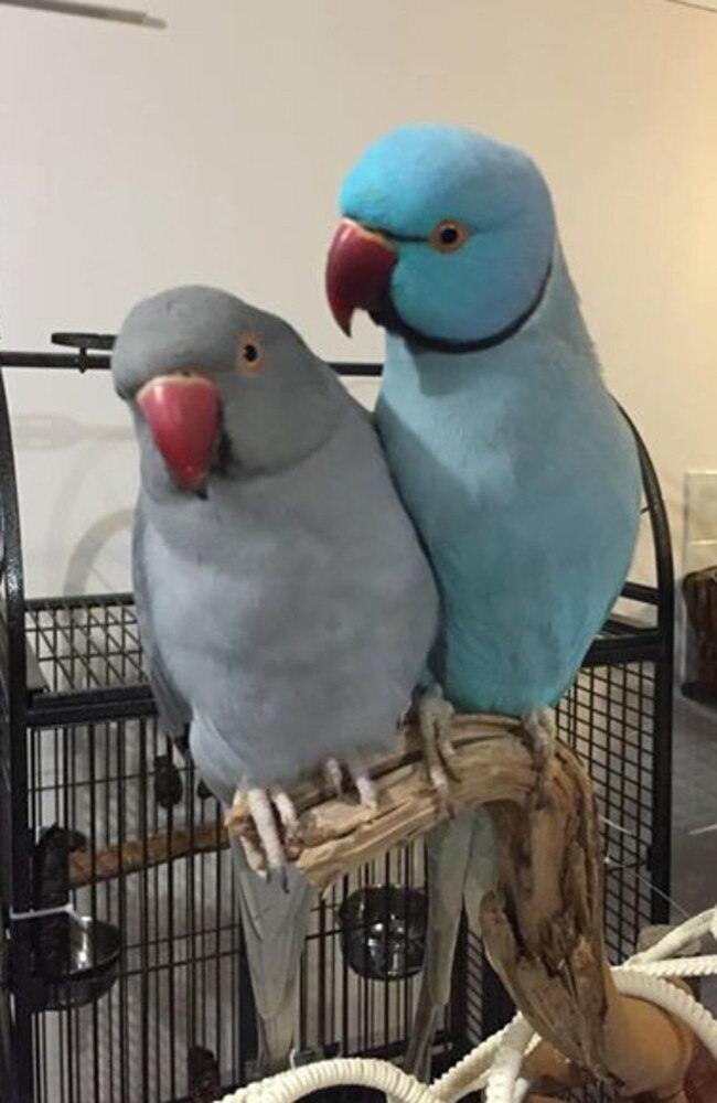 Petey (on right) and his partner Stormy.