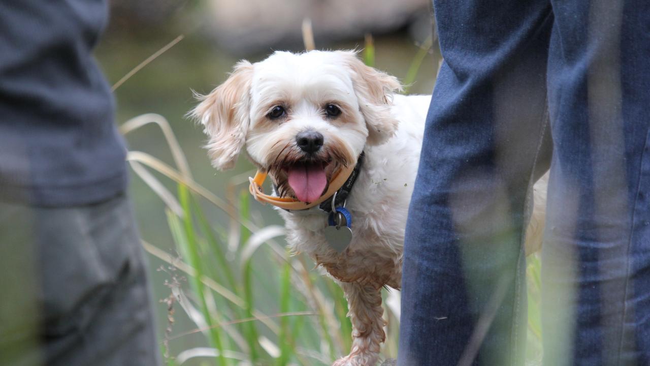 GOOD GIRL: Looking for pats at a Land For Wildlife property open day is Jessie the Cavoodle.