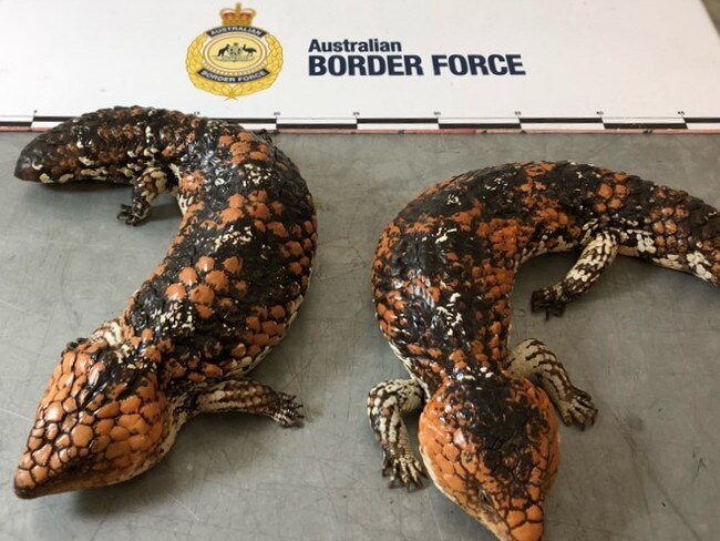 ABF detects native lizards being illegally exported. Picture: ABF