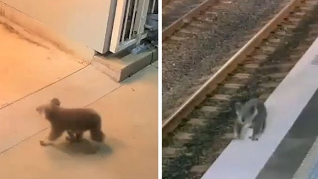 A koala was spotted at a train station in Sydney's southwest. Picture: Transport for NSW.