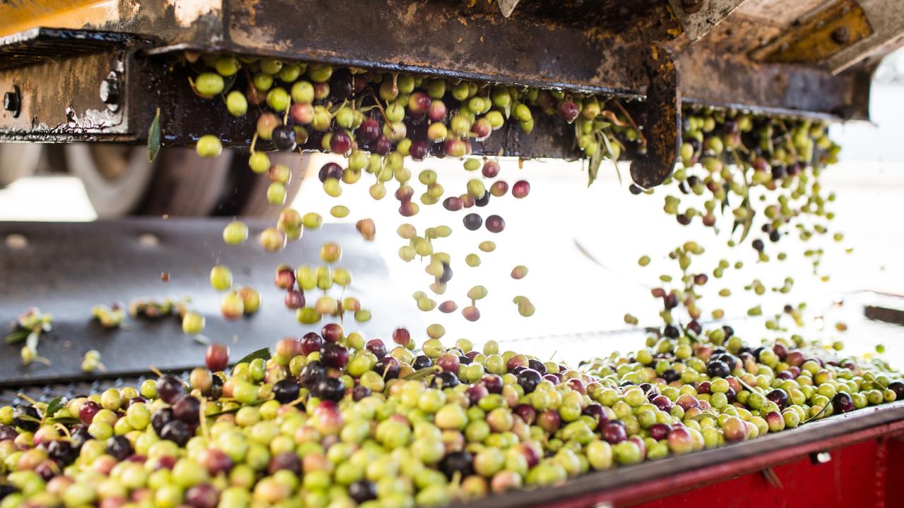 Cobram Estate in California. The Australian company is now the night largest olive oil producer in the US.