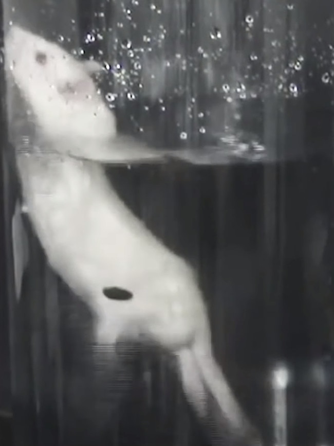 The forced swim test is a widely used on mice, rats, guinea pigs, hamsters, or gerbils in inescapable containers filled with water. Picture: PETA