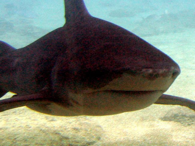 08/01/2006 NEWS: A bull shark photographed at Sea World.