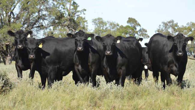 A herd of Australian Angus cattle. Picture: Supplied