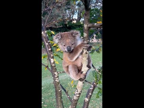 Aussie family surprised by unexpected visitor