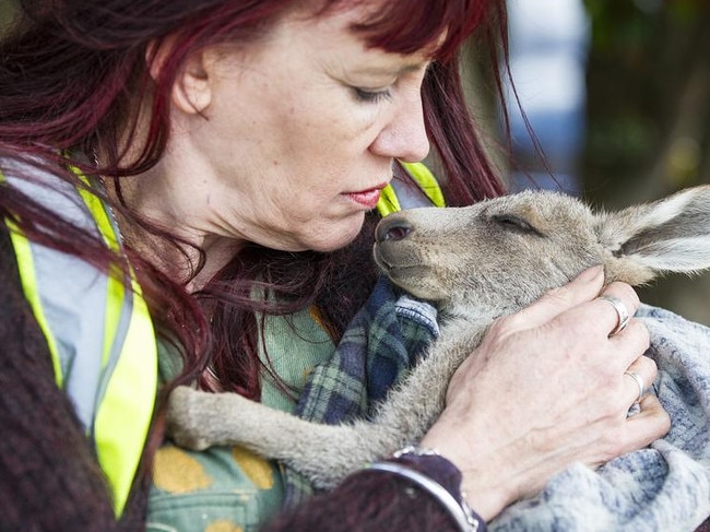 Helen Round has been working with kangaroos for over a decade and is a fierce advocate of the wildlife. Picture: Herald Sun/Eugene Hyland