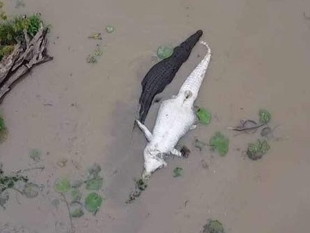 Drone footage of croc eat croc