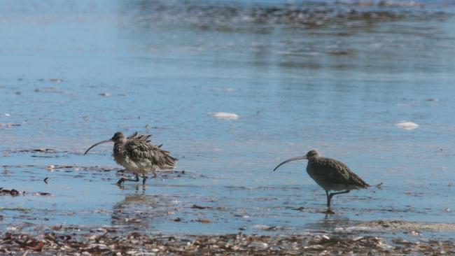 Eastern curlews are a migratory shorebird which can be found at the Adelaide International Bird Sanctuary.