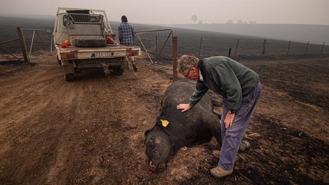 Bill Blair lays a comforting hand on an injured steer before it is euthanised. Picture: Jason Edwards