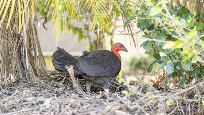 Brush turkeys are back and running rampant. Picture: Richard Walker