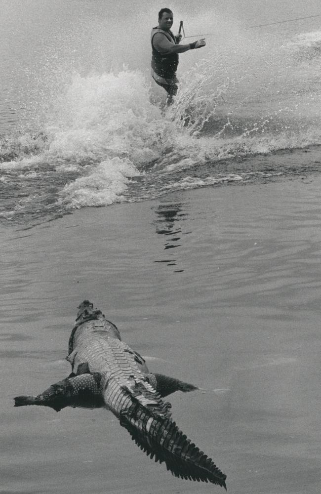 Water skier Rick Schoenauer ploughs past the crocodile he discovered at the Manton Dam Recreational Lake in 1993.