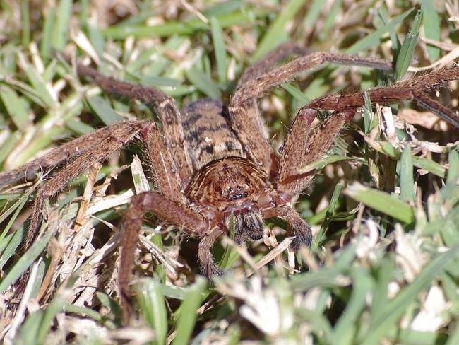 Experts Say Dont Panic As Cooler Temps Bring Huntsman Spiders Indoors Daily Telegraph