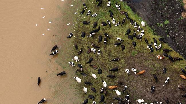 The country’s largest beef producer lost 43,000 head of cattle in the flood earlier this year