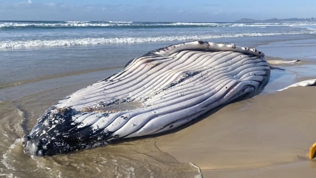 The whale washed up on Seven Mile Beach at Lennox Head. Picture: Jordy Todd