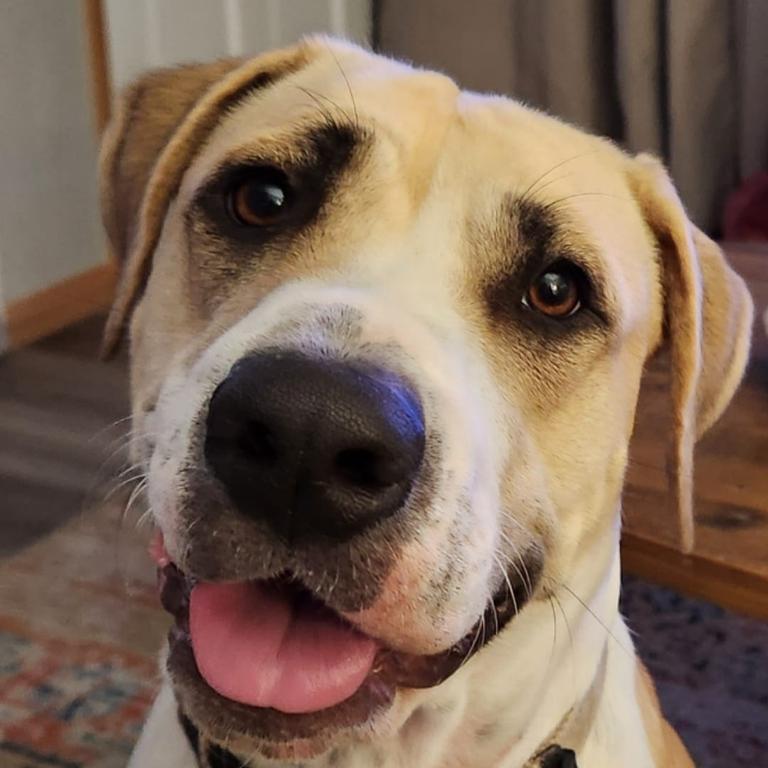 Jersey: Kerry Allen's 2 year old Mastiff x