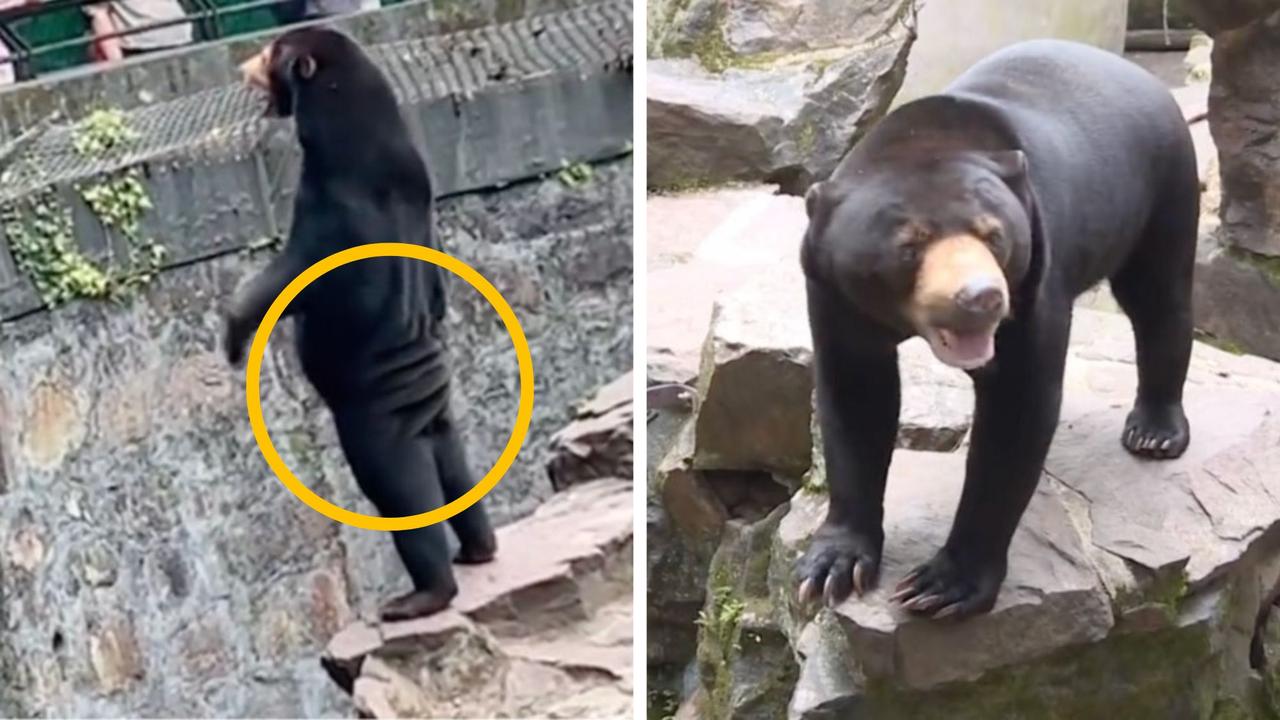 Chinese zoo forced to deny bear is a human in costume