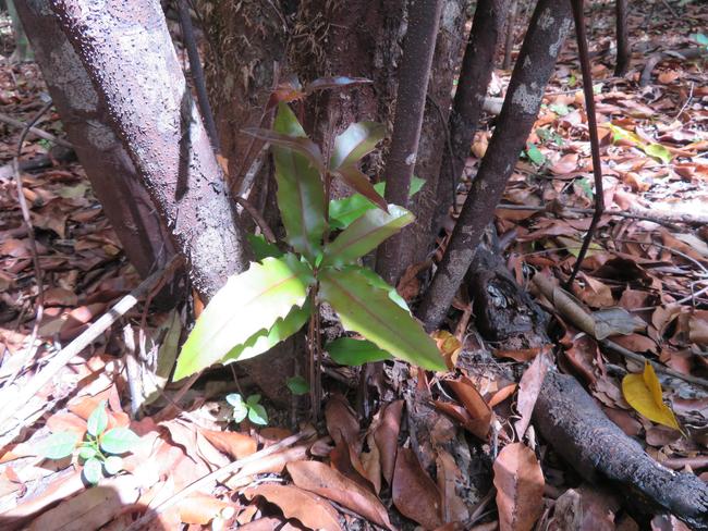 HOPE RISING: New life brings hope after fires burn rare macadamias.