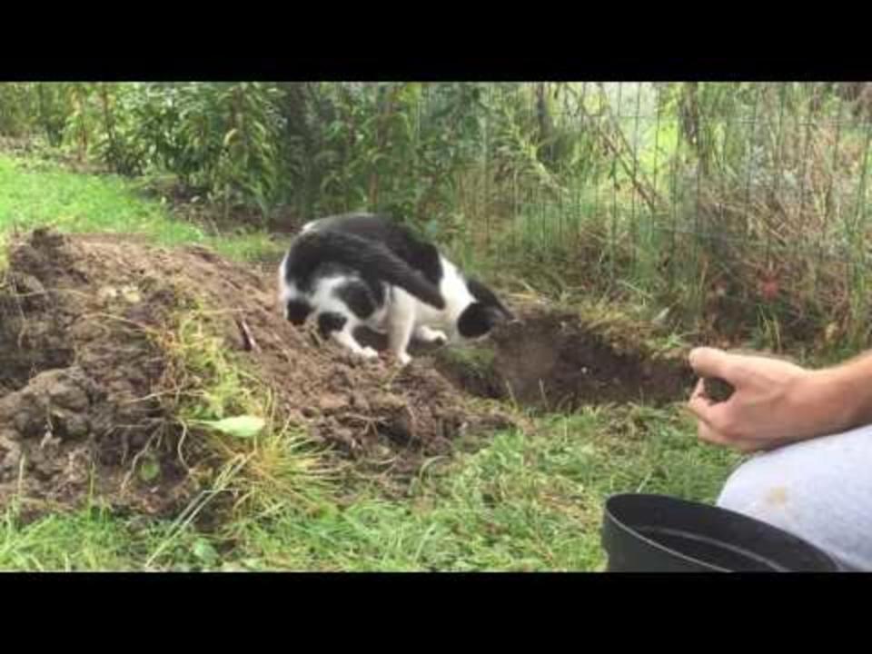 Gardening Cat Tries His Best to Help