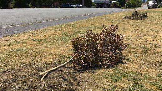 Some of the trees planted to commemorate the 1967 bushfires tragedy in Snug have been destroyed. Picture: Kingborough Council