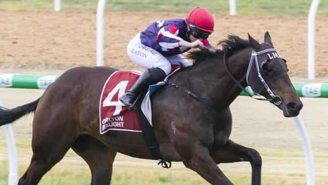 Super Striker heads into the Oaklands Plate in winning form. Picture: Atkins Photography