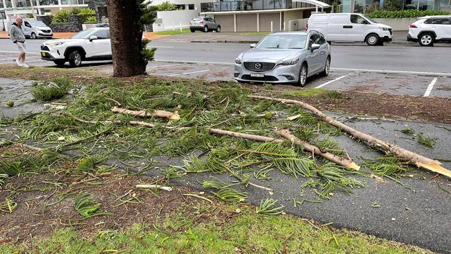 The pile of branches and pine cones that fell and struck Alex Laverty. Picture: Alex Laverty