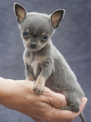 A toy chihuahua hotsell