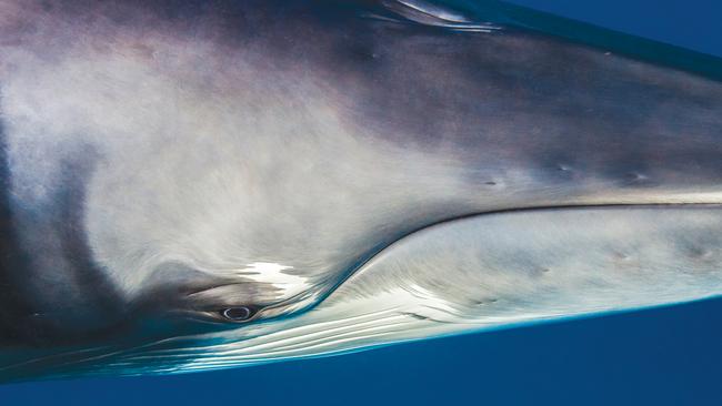 A dwarf minke whale on the Great Barrier Reef. Picture: Julia Sumerling