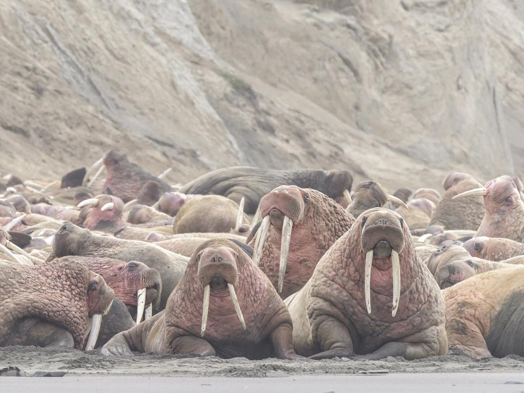 Walruses as far as the eye can see thousands gather on Alaskian shore