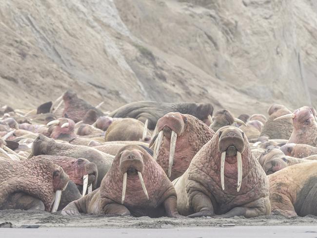 A herd of thousands of walruses crowded together on an Alaskian beach. Melting sea ice forced the animals ashore. Walruses are sociable animals and known to assemble in herds of several hundred, but a gathering of thousands is rare. Picture: Rick Beldegreen/Solent News
