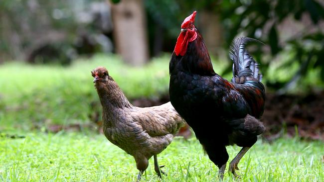 AWLQ Gold Coast rooster Bear Grylls gets ‘harem of hens’ at new home on ...