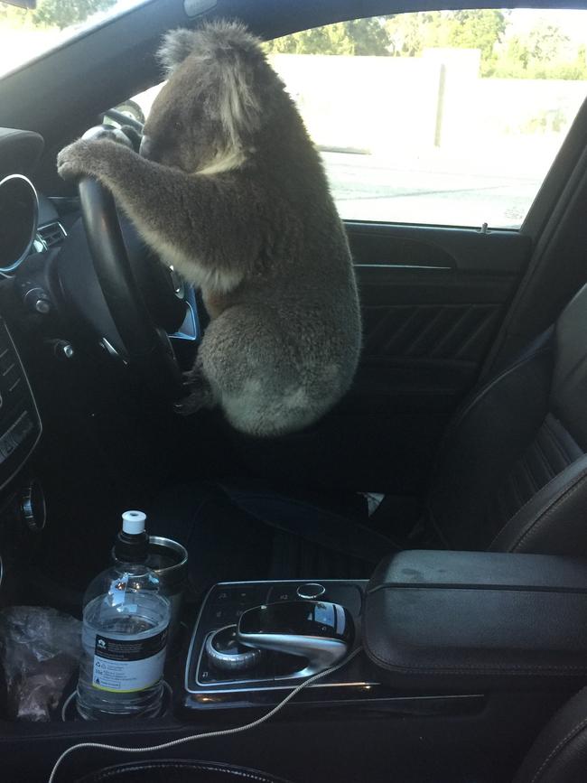 The koala clings to Ms Tugwell’s steering wheel. Picture: Nadia Tugwell