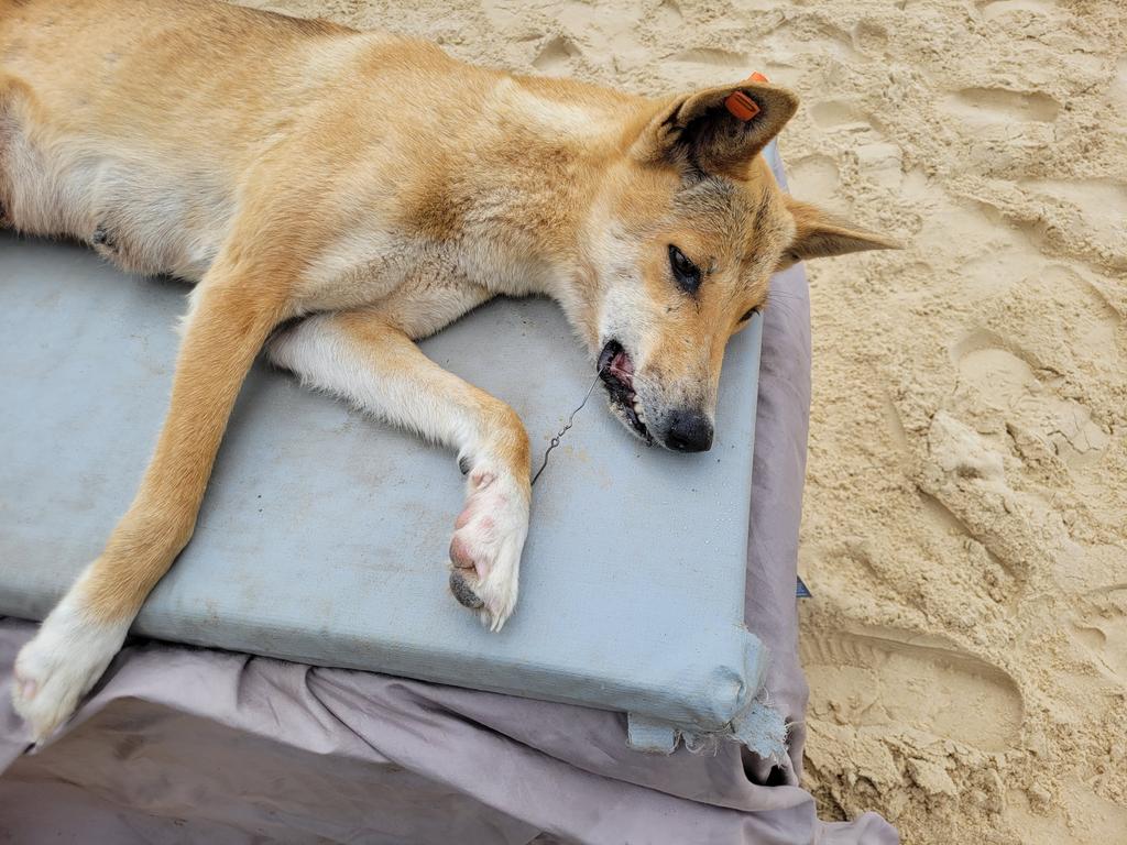 A mother dingo has been saved by rangers on K’gari after a large set of gang hooks became embedded in her mouth and foot.