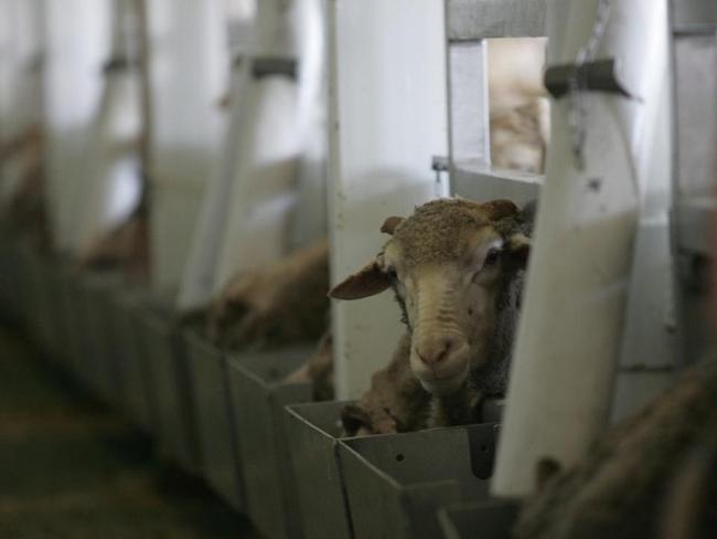 Live sheep export ban by 2028 is an ‘absolute disaster’