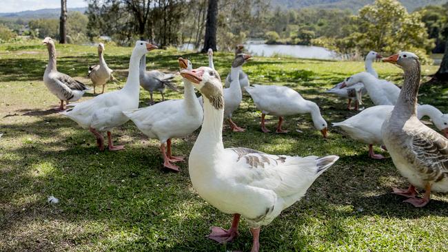 According to residents the geese have lived in the area for decades. Picture: Jerad Williams