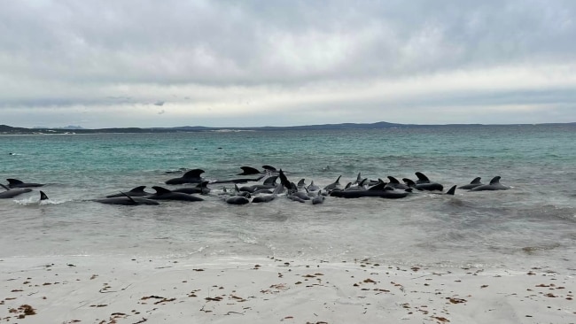 PHOTOS: Super Pod of 200 Pilot Whales Die in Mass Stranding in Australia