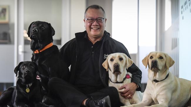 Thursday June 8 2023 Guide Dogs SA/NT CEO Aaron Chia with trainee dogs, L/R.  Kenzi, Esky, Sage and Topaz. Tax time appeal is its largest annual fundraising campaign.Picture:  Roy VanDerVegt