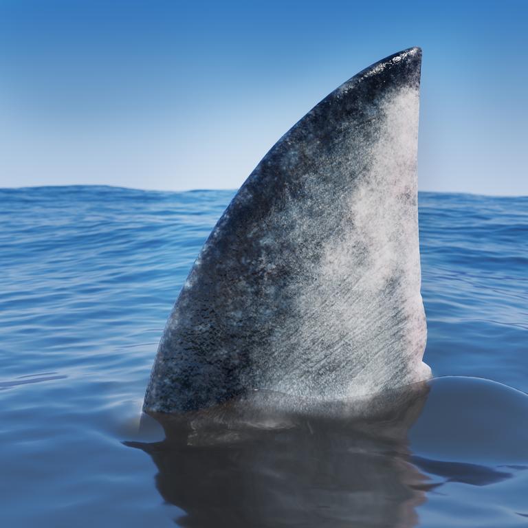 Australian Marine Conservation Society scientist Dr Leonardo Guida said finning of sharks was still happening in the Great Barrier Reef including to endangered species.