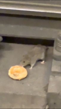 Subway rat adorably steals doughnut