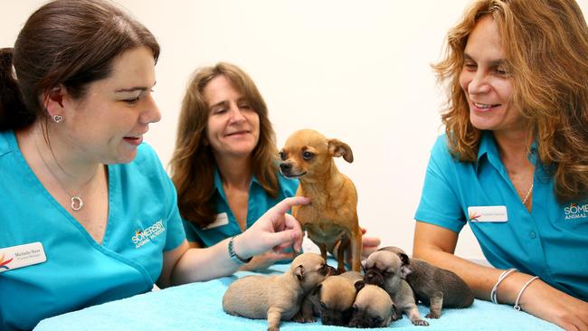 Three women turn Somersby Animal Hospital dream into reality | Daily