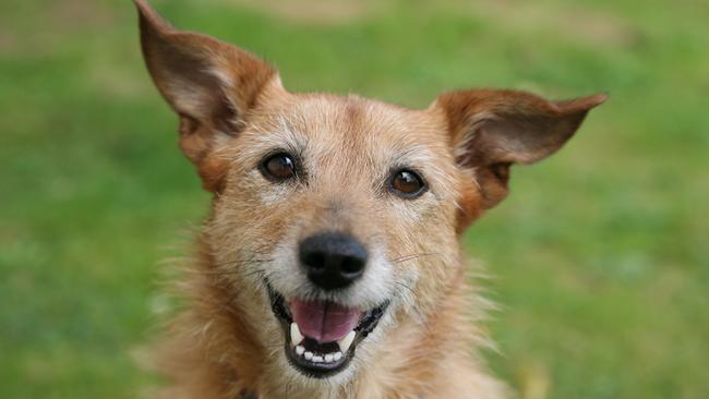 Local dogs will be, uh, part of the landscape when their waste is redeployed to improve soil across the Bayside Council region.